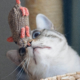 Eine Katze, die gebannt auf eine gestrickte Maus starrt