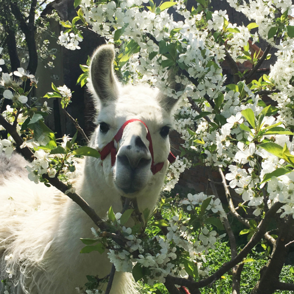 Unterschiede zwischen Alpakas und Lamas - Stocker-Verlag