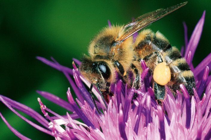 Propolis_Nowottnick