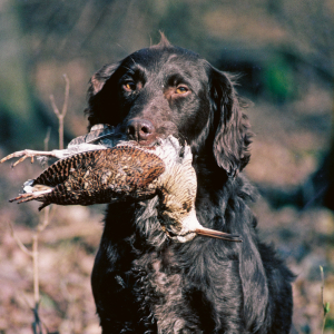 Hund mit Vogel im Maul
