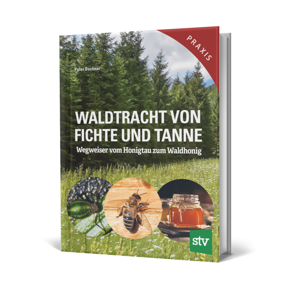 Waldtracht von Fichte und Tanne - Stocker-Verlag