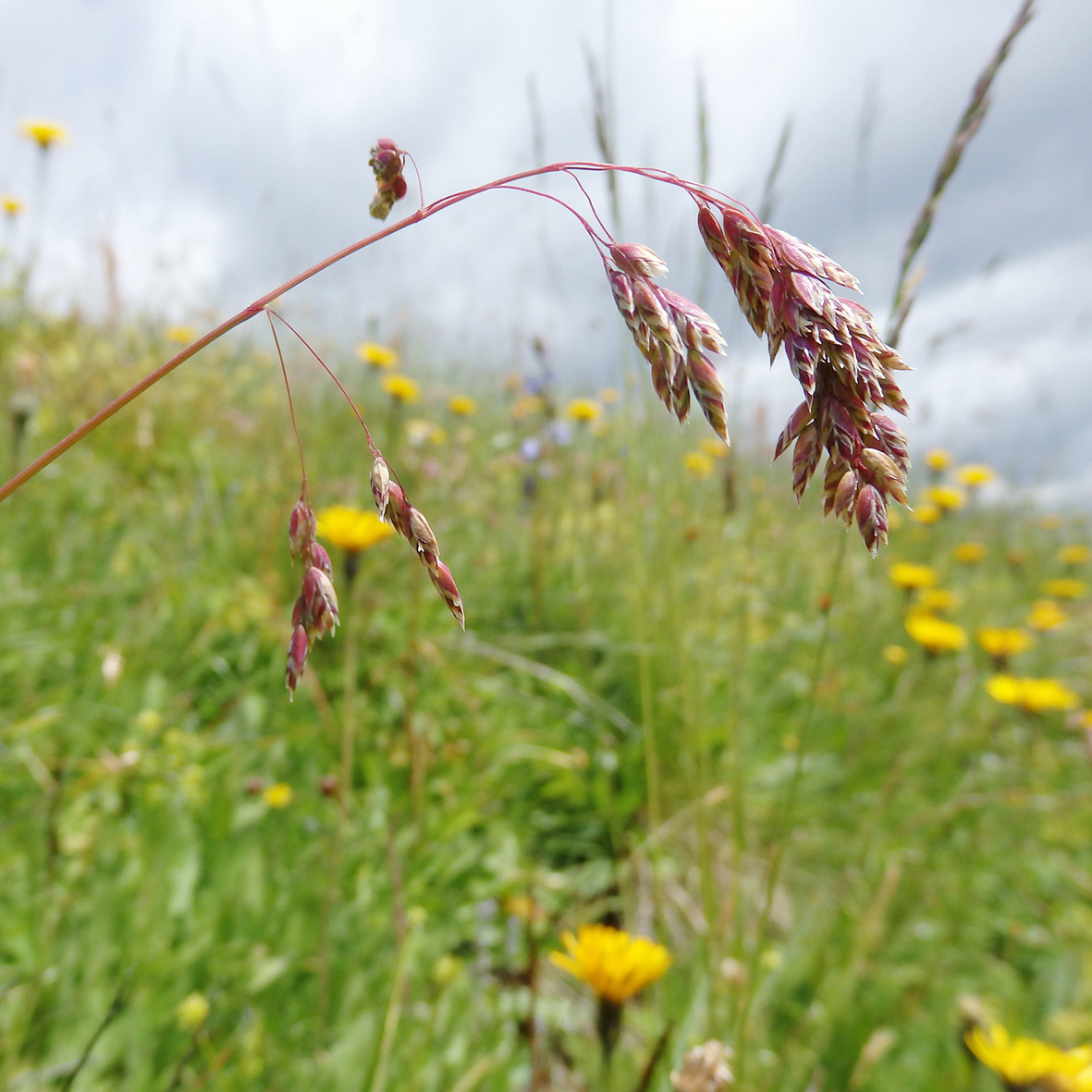 Almwiese mit gelben Blumen und Sträuchern