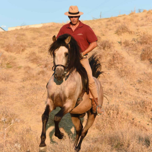 Hellbraunes Pferd mit Reiter in einer trockenen Graslandschaft