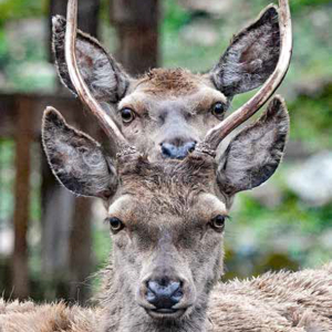 Abbildung von Reh und Hirsch