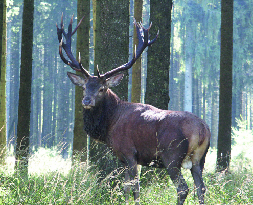 Hirsch, der im Wald steht