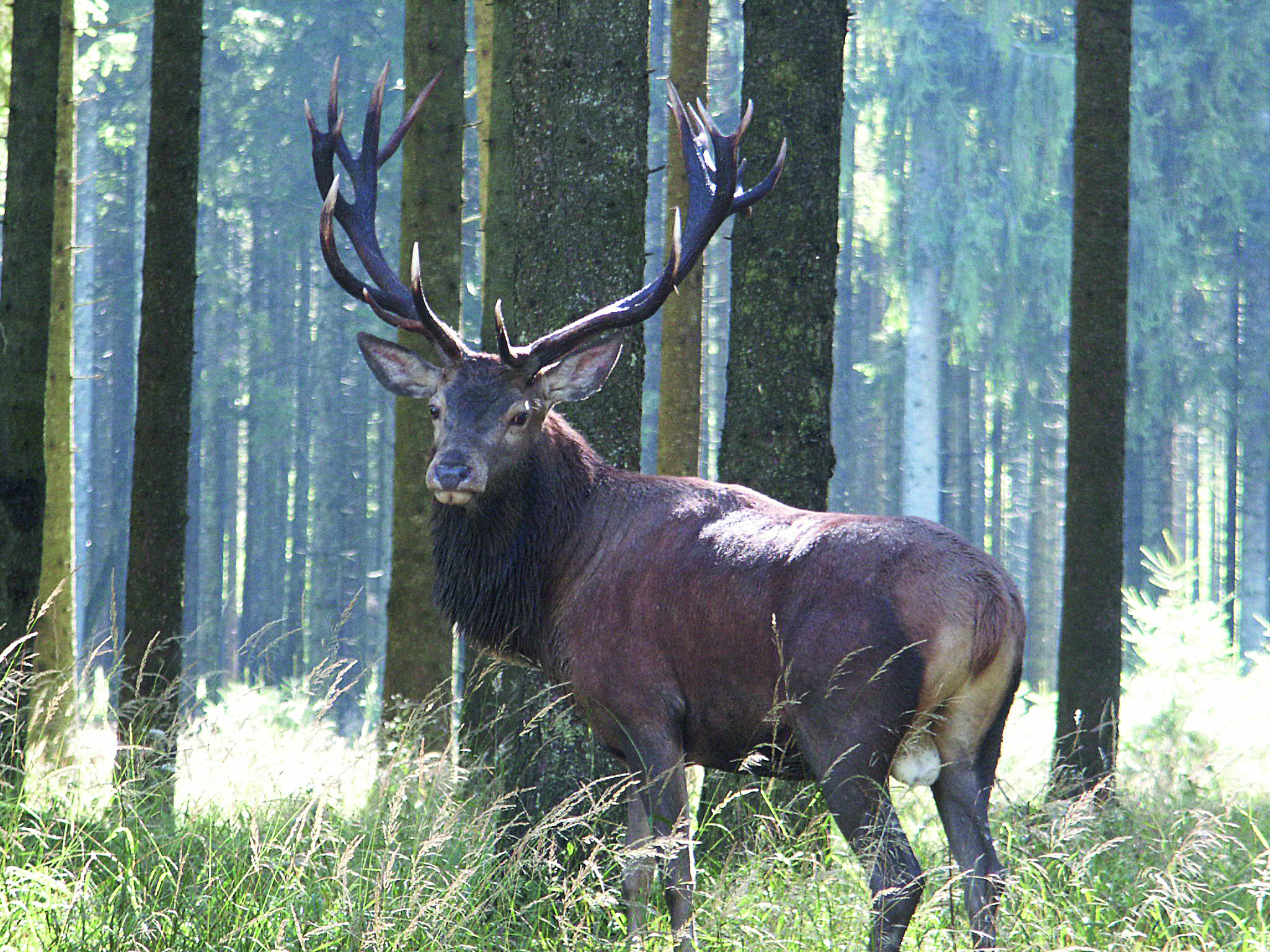 Hirsch, der im Wald steht