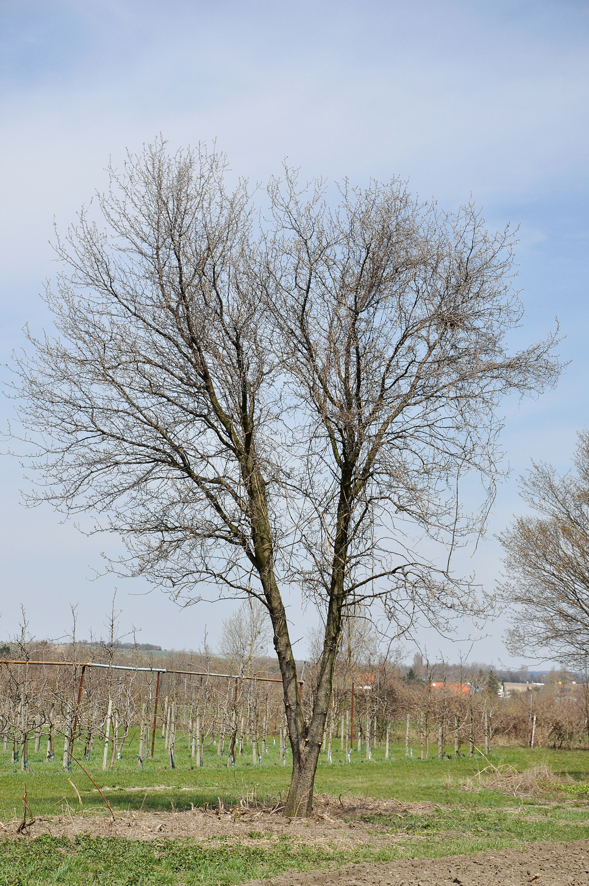 Ein Birnbaum ohne Blätter mit einer Zwieselkrone