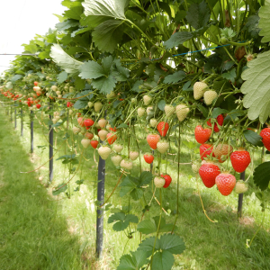 Eine Erdbeerstrauch mit roten und grünen Erdbeeren