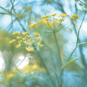 Gelbe Blumen