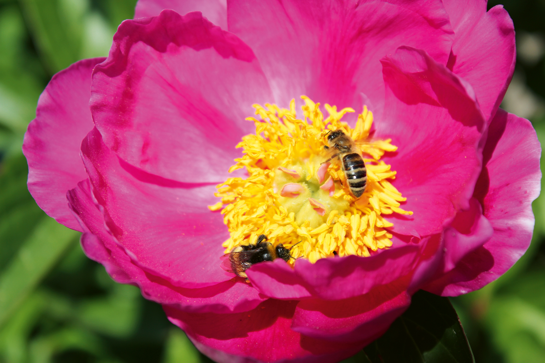 Großaufnahme von eine rosa Blüte mit zwei Bienen, die grade Nektar sammeln