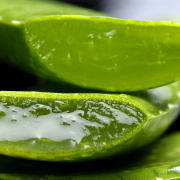 aufgeschnittene Aloe vera Blätter