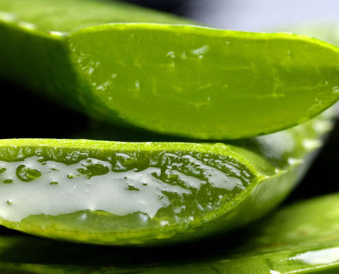 aufgeschnittene Aloe vera Blätter