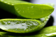 aufgeschnittene Aloe vera Blätter