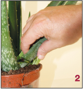 ein Blatt von der Aloe vera Pflanze wird entfernt