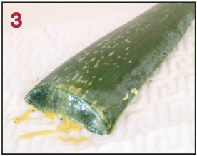 ein abgeschnittenes Aloe vera Blatt