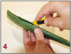 das Aloe vera Blatt wird aufgeschnitten