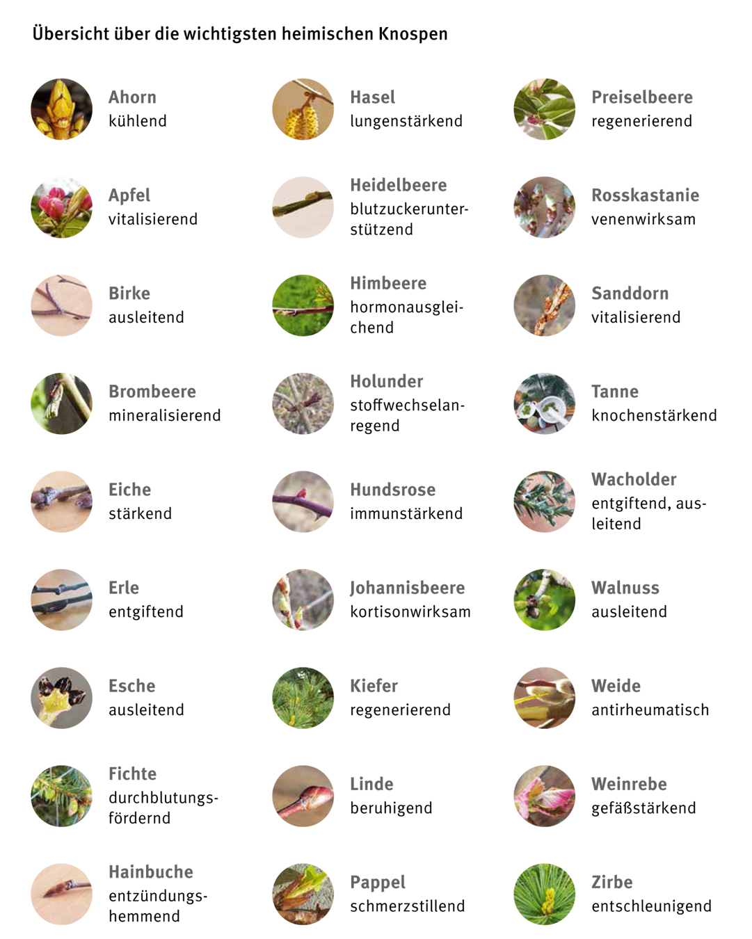 Übersicht über die wichtigsten heimischen Knospen: Ahorn / Apfel / Birke / Brombeere / Eiche / Erle / Esche / Fichte / Hainbuche / Hasel / Heidelbeere / Himbeere / Holunder / Hundsrose / Johannisbeere / Kiefer / Linde / Pappel / Preiselbeere / Rosskastanie / Sanddorn / Tanne / Wacholder / Walnuss / Weide / Weinrebe / Zirbe