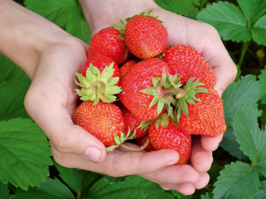 Eine Hand voller frischer Erdbeeren