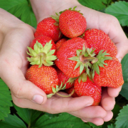 Eine Hand voller frischer Erdbeeren
