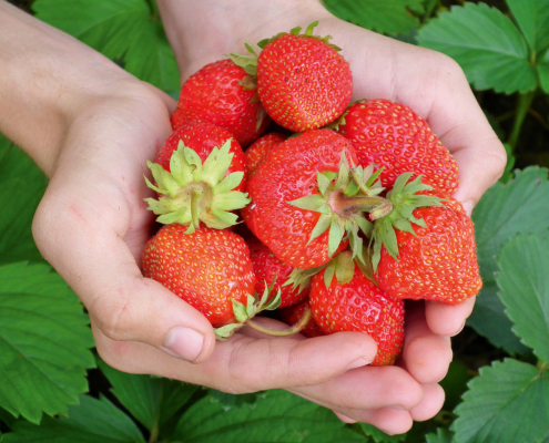 Eine Hand voller frischer Erdbeeren