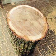 ein kurzer dicker Holzstamm, der mit der Schnittfläche nach oben aufgestellt ist