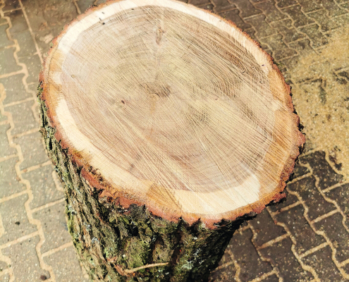 ein kurzer dicker Holzstamm, der mit der Schnittfläche nach oben aufgestellt ist
