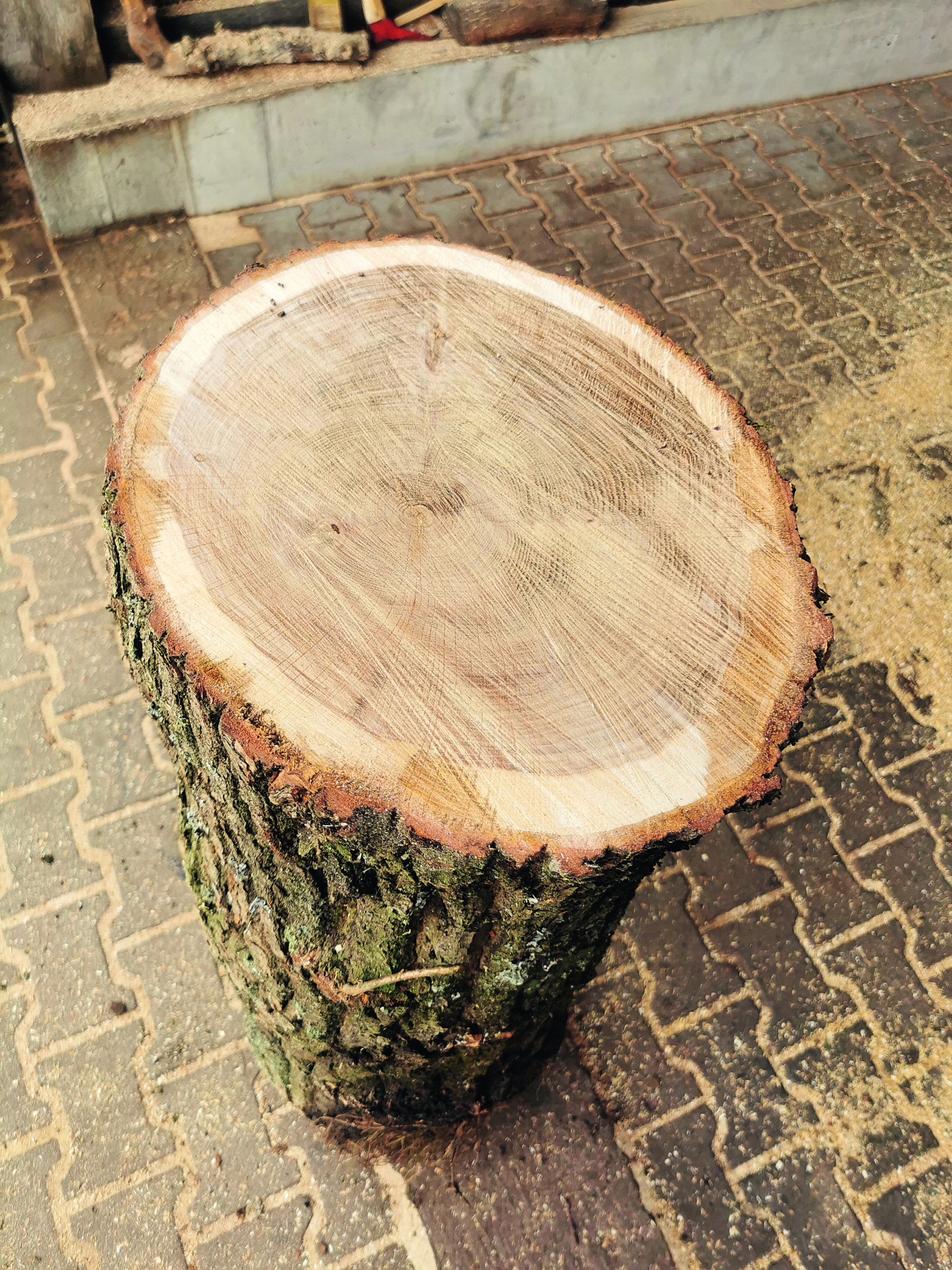 ein kurzer dicker Holzstamm, der mit der Schnittfläche nach oben aufgestellt ist