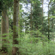 Ein dichter grüner Wald mit hohen und niedrigen Bäumen