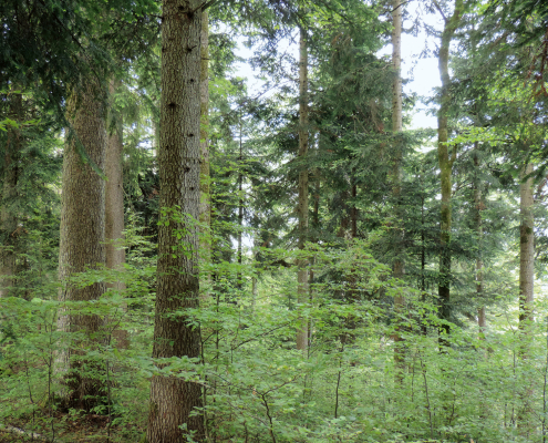 Ein dichter grüner Wald mit hohen und niedrigen Bäumen