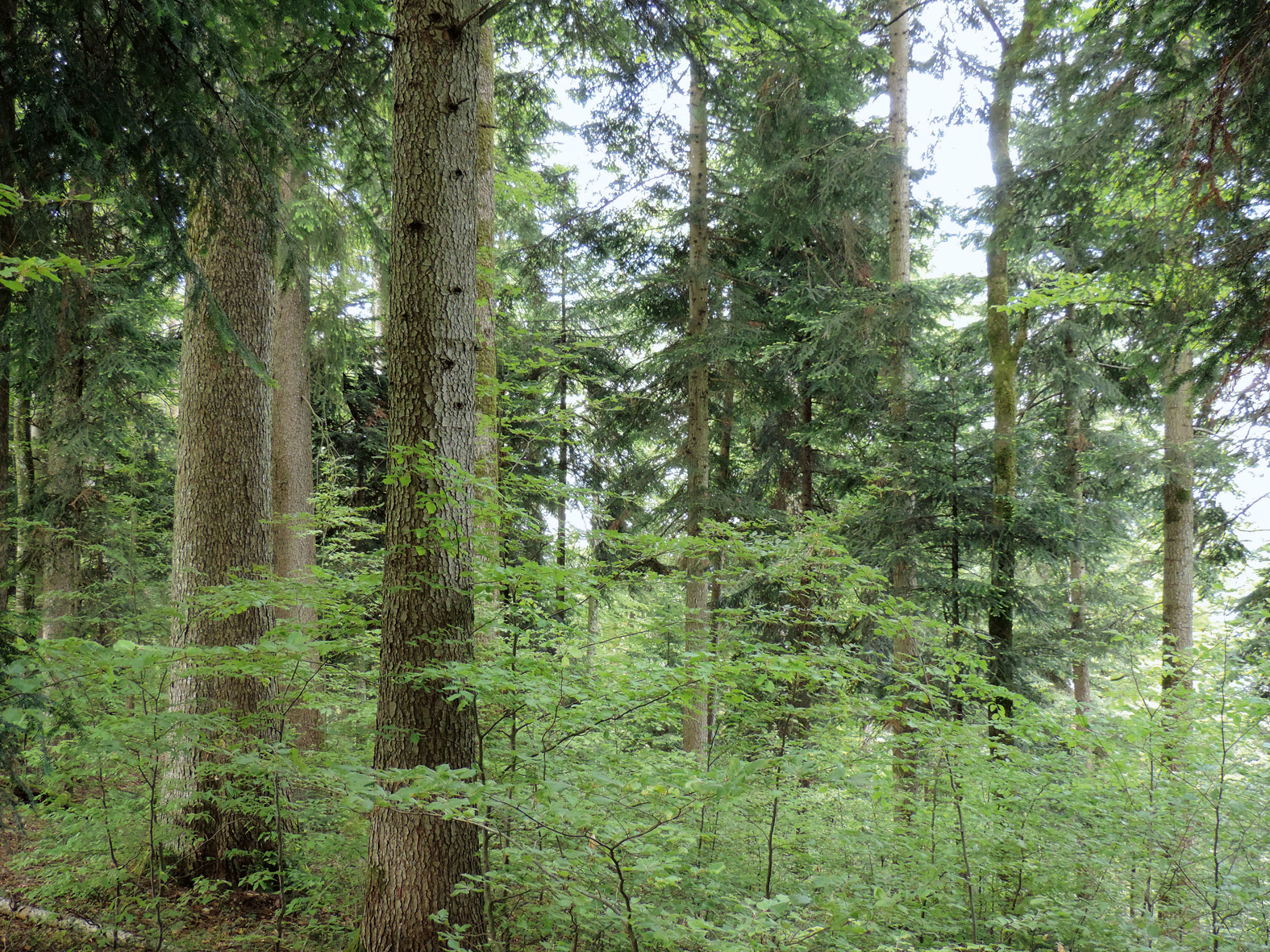 Ein dichter grüner Wald mit hohen und niedrigen Bäumen