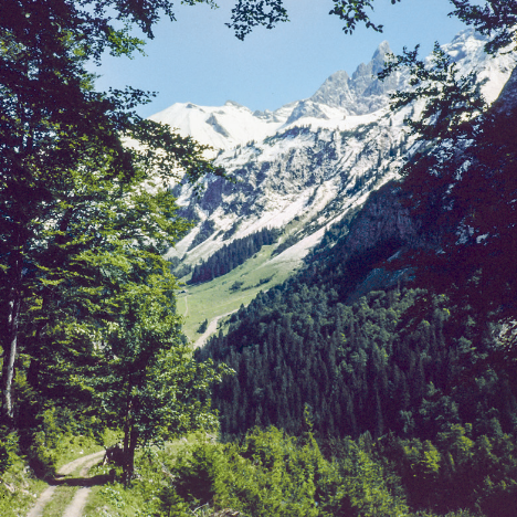 Ein Wald vor einer Berglandschaft