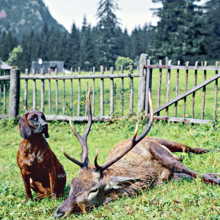 Ein erlegter Hirsch liegt auf einer Wiese, daneben sitzt ein Jagdhund