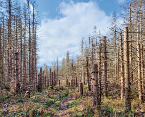 Ein Waldabschnitt mit abgestorbenen Fichten, die kaum mehr Äste und Nadeln mehr haben