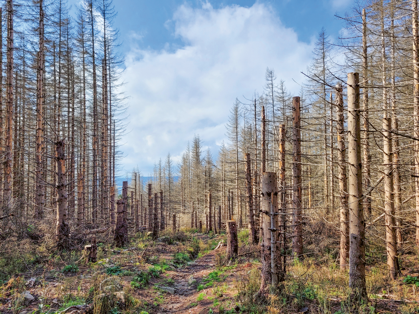 Ein Waldabschnitt mit abgestorbenen Fichten, die eine Äste und Nadeln mehr haben Ein Waldabschnitt mit abgestorbenen Fichten, die kaum mehr Äste und Nadeln mehr haben