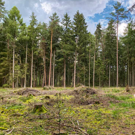 Tannenwald hinter einer Wiese mit Baumstümpfen