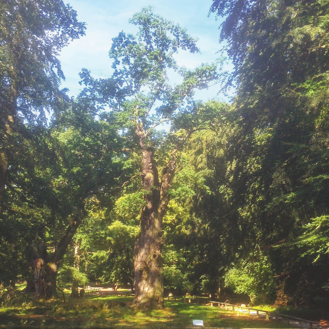 Ein grünes Waldstück im Sonnenlicht