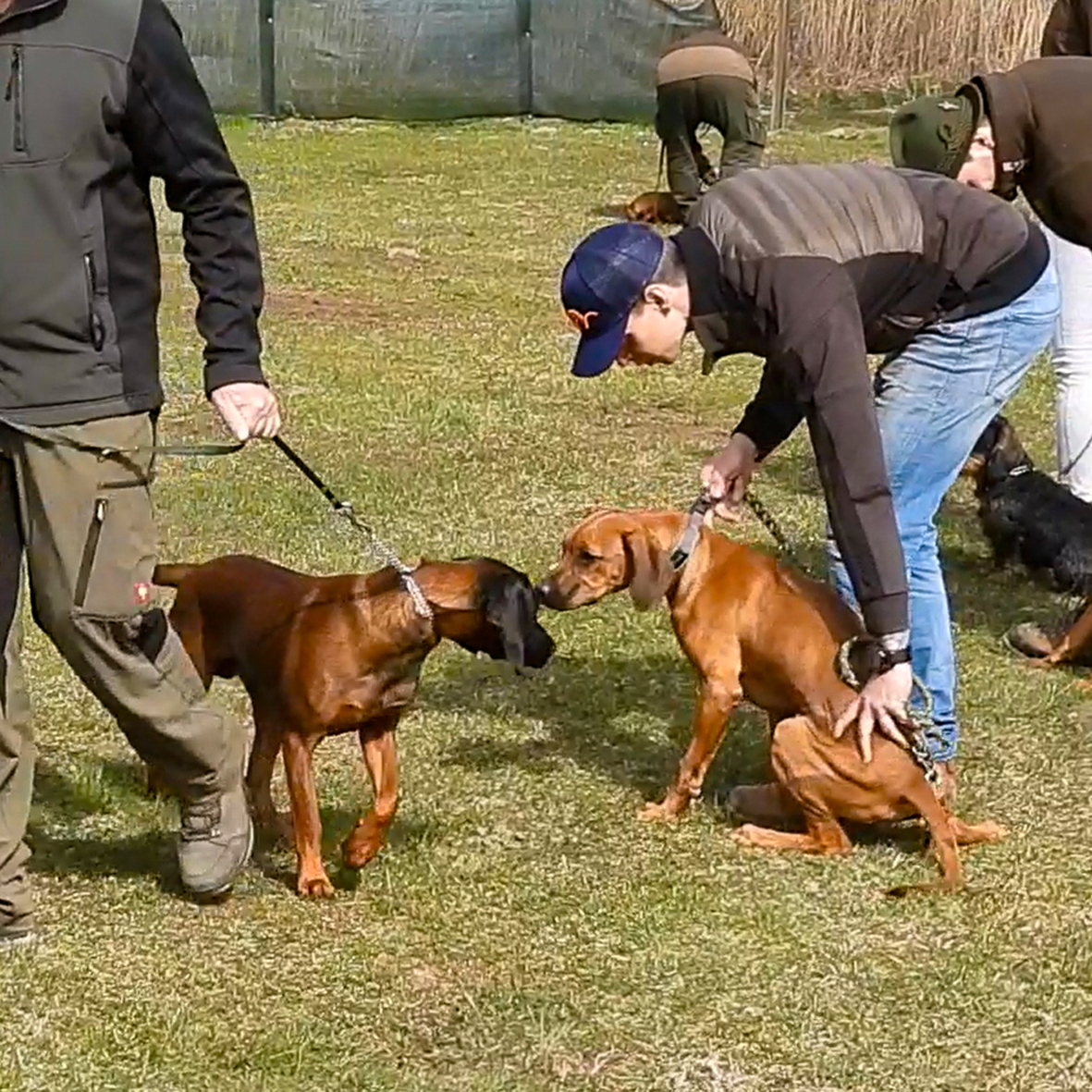 Gehen an Leine durch Gruppe_1 Zwei Hunde an der Leine die sich beschnüffeln