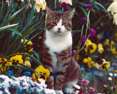 Eine braun-weiße Katze sitzt in einem bunten Blumenbeet