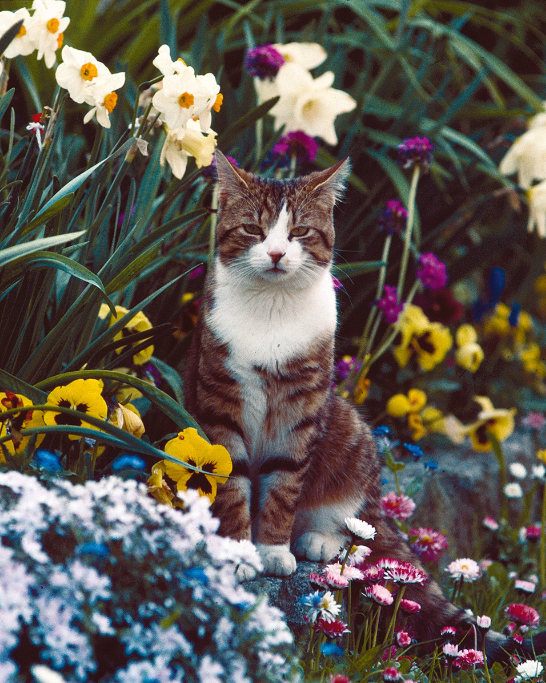 1 Eine braun-weiße Katze sitzt in einem bunten Blumenbeet